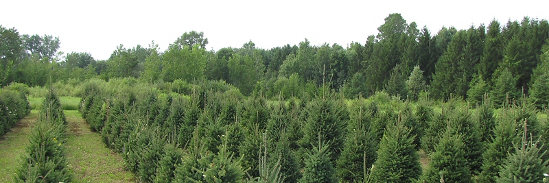 Evergreen Acres Landscape and Christmas Trees | 431 Inman Rd, Dunnville, ON N1A 2W5, Canada | Phone: (905) 981-9464