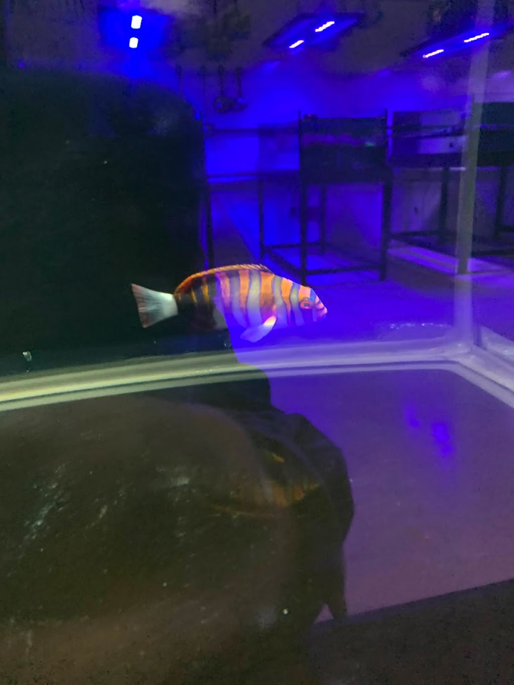 Exotic aquarium world | 5141 Tomken Rd, Mississauga, ON L4W 3W4, Canada | Phone: (905) 624-4474