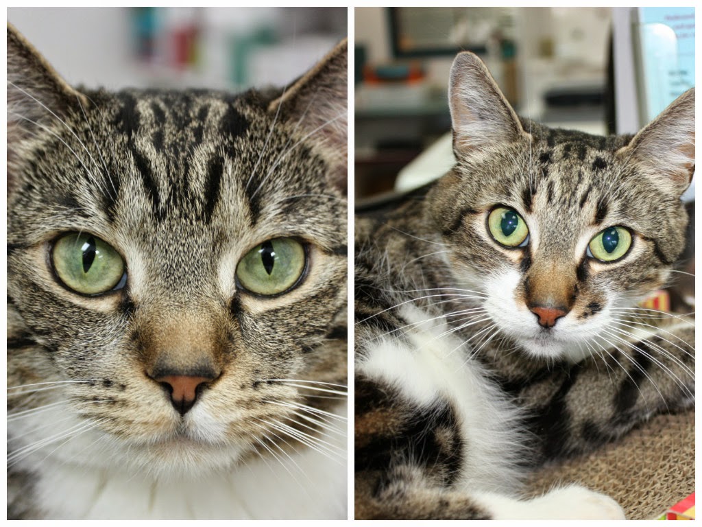 Calgary Cat Clinic | 2116 Crowchild Trail NW, Calgary, AB T2M 3Y7, Canada | Phone: (403) 289-9999
