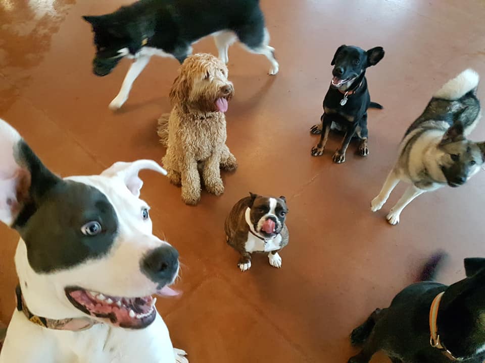 Canvasback Pet Supplies | 1 Wellink Dr, Lockport, MB R1A 3R9, Canada | Phone: (204) 757-2701