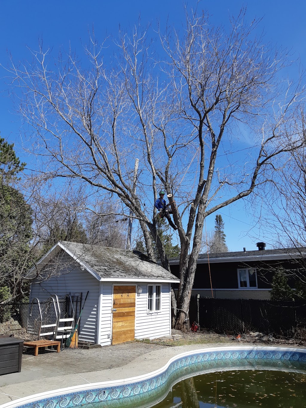 Arboriculture du fjord | 561 Delisle, Chicoutimi, QC G7G 3B7, Canada | Phone: (581) 234-4190