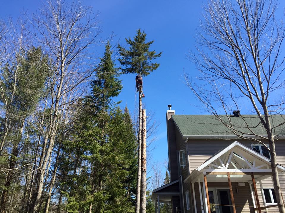 WoodRoy Tree Service | 55 Chem. Alpino, Morin-Heights, QC J0R 1H0, Canada | Phone: (450) 822-9530