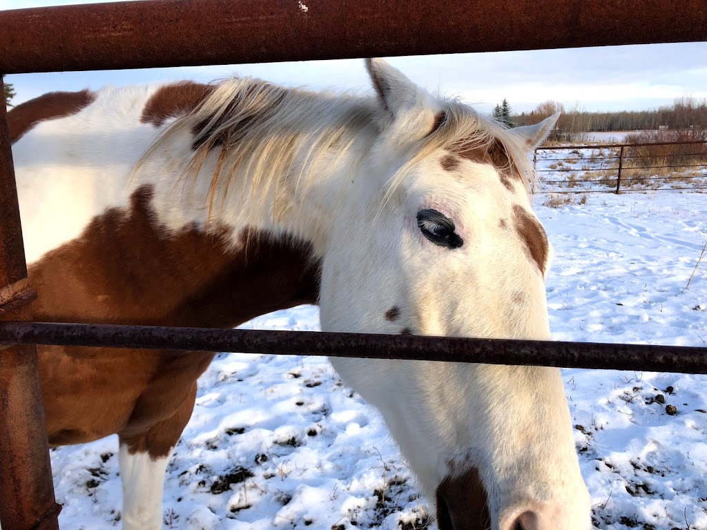 Happy at Home Pet Sitting | 67 Foxhaven Way, Sherwood Park, AB T8A 6N4, Canada | Phone: (780) 668-8890