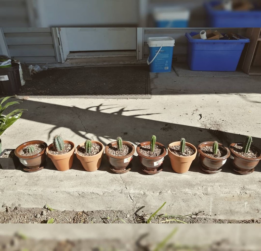 Sacred Spines Nursery & Apothecary | 26 E Front St, Stirling, ON K0K 3E0, Canada | Phone: (613) 921-2125
