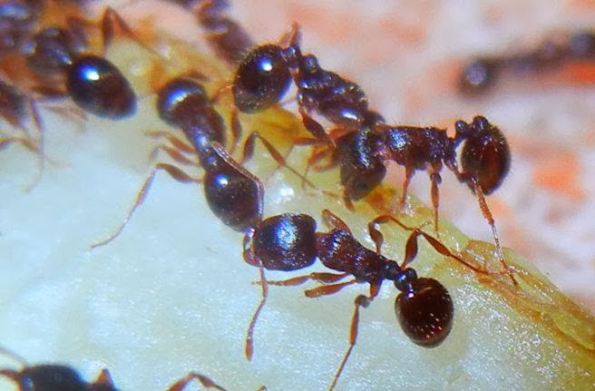 PROTEC Pest Control Lindsay | 87 Short Ave, Lindsay, ON K9V 1J5, Canada | Phone: (705) 308-7378