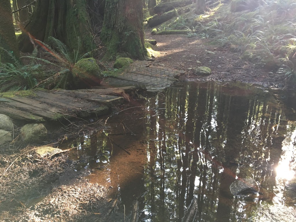 Loop Trail | Golden Ears Pkwy, Maple Ridge, BC V0M, Canada
