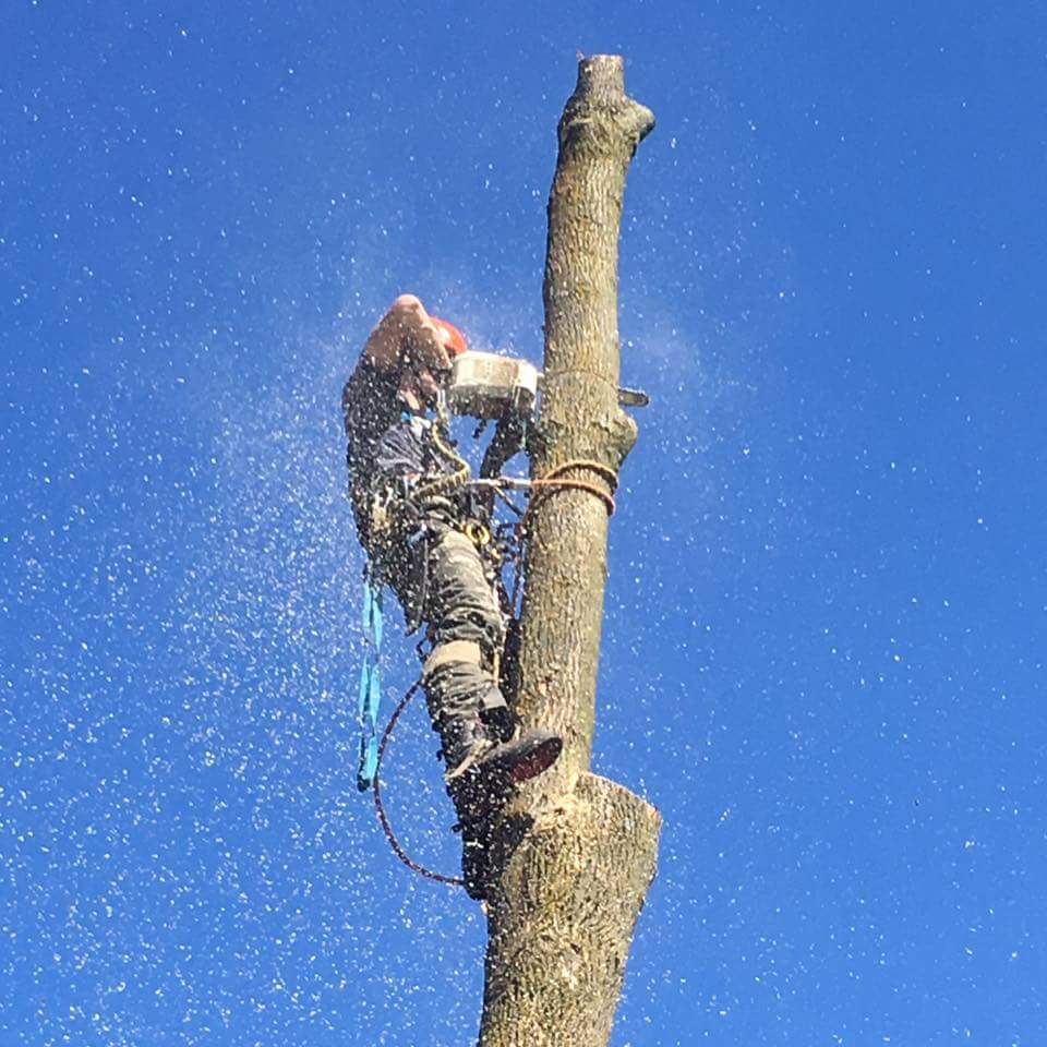 Beesley Tree Care | 169 Inverhaugh Rd, Ariss, ON N0B 1B0, Canada | Phone: (519) 400-3695