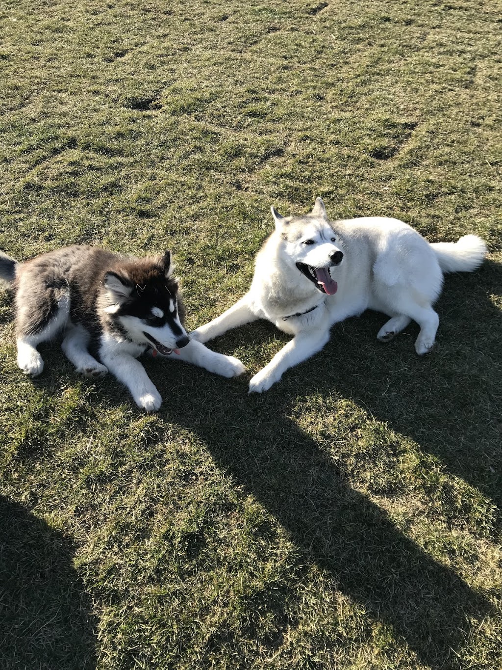 Devonshire Village Dog Park | Cal Gardner Dr, Winnipeg, MB R2C 4M4, Canada