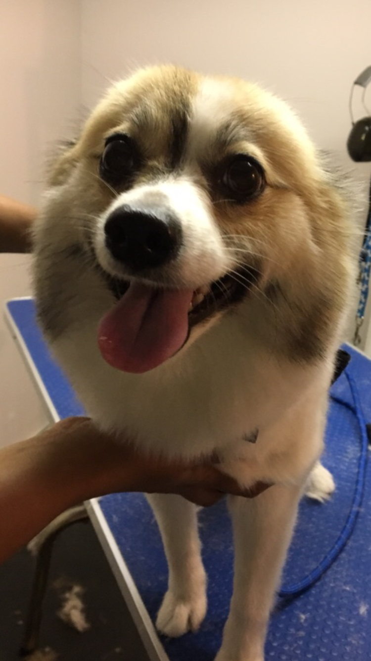Peace of Mind Dog Grooming | 130 Fifth St. Front Apt, Etobicoke, ON M8V 2Z3, Canada | Phone: (416) 830-2093