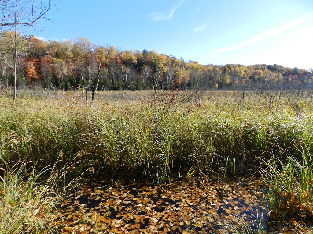 Camp Kwasind | 1122 Skeleton Lake 5 Rd, Utterson, ON P0B 1M0, Canada | Phone: (705) 769-3751