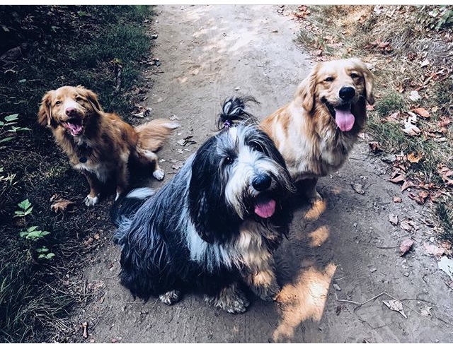 Happy Waggerz | West Vancouver, BC V7S 2C7, Canada | Phone: (604) 440-3553