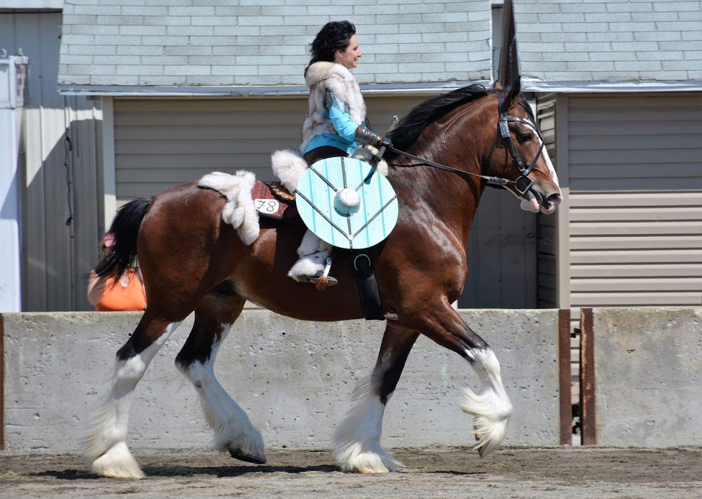 Double L Ranch Appaloosa | 209 Chemin St Patrice, Saint-Raymond, QC G3L 4J4, Canada | Phone: (418) 563-2136