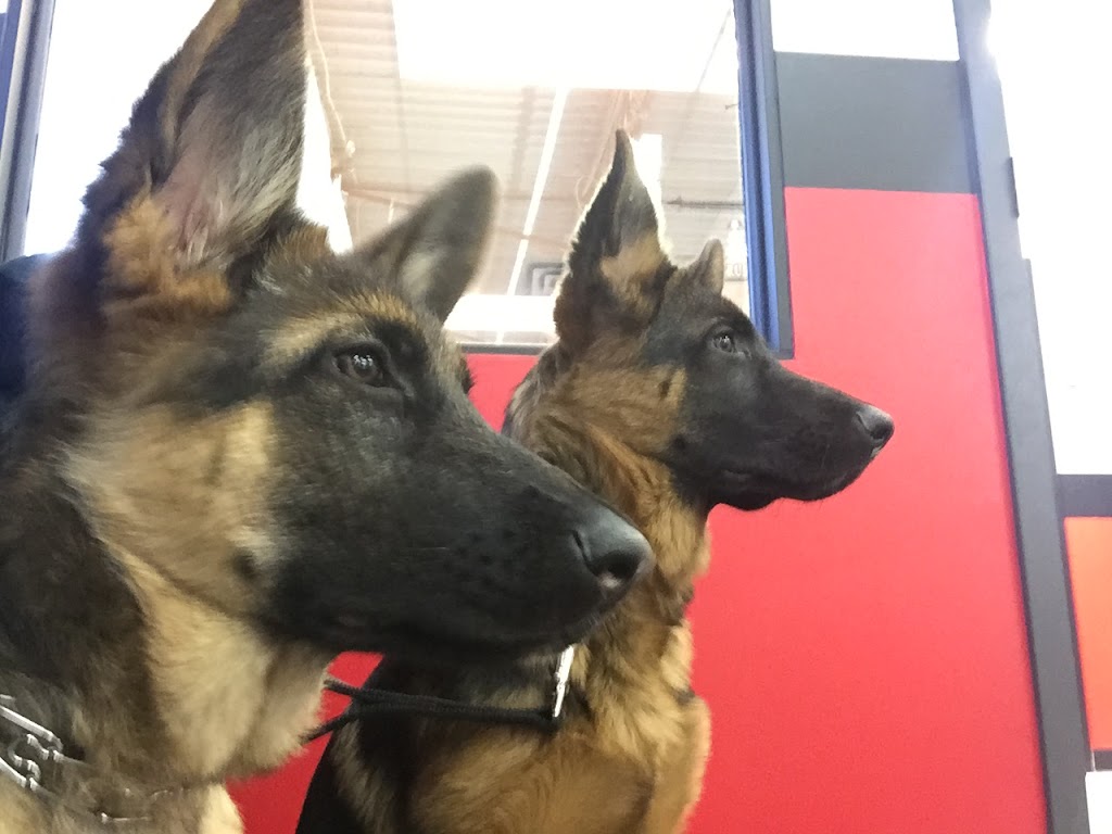 Canadian Canine Training Academy | 108-190 Menten Pl, Nepean, ON K2H 9G3, Canada | Phone: (613) 276-3647