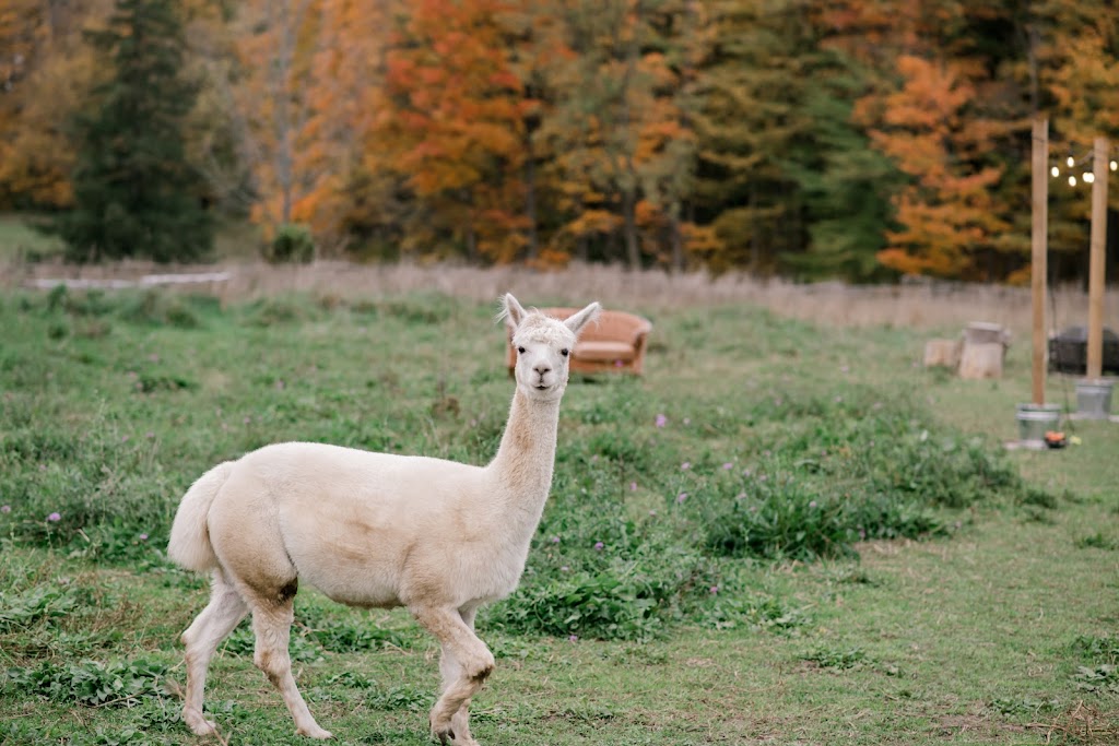 Jolly Zee Alpacas | 18692 Hurontario St, Caledon Village, ON L7K 0Y1, Canada | Phone: (905) 805-4356
