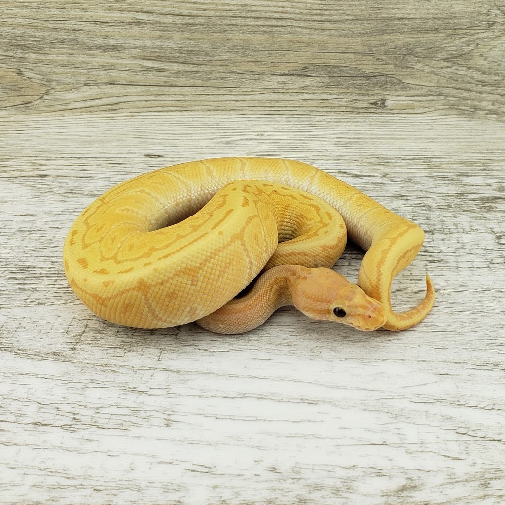 Chaotic Ball Pythons | 131 Toby Crescent, Hamilton, ON L8T 2N9, Canada | Phone: (289) 808-7565