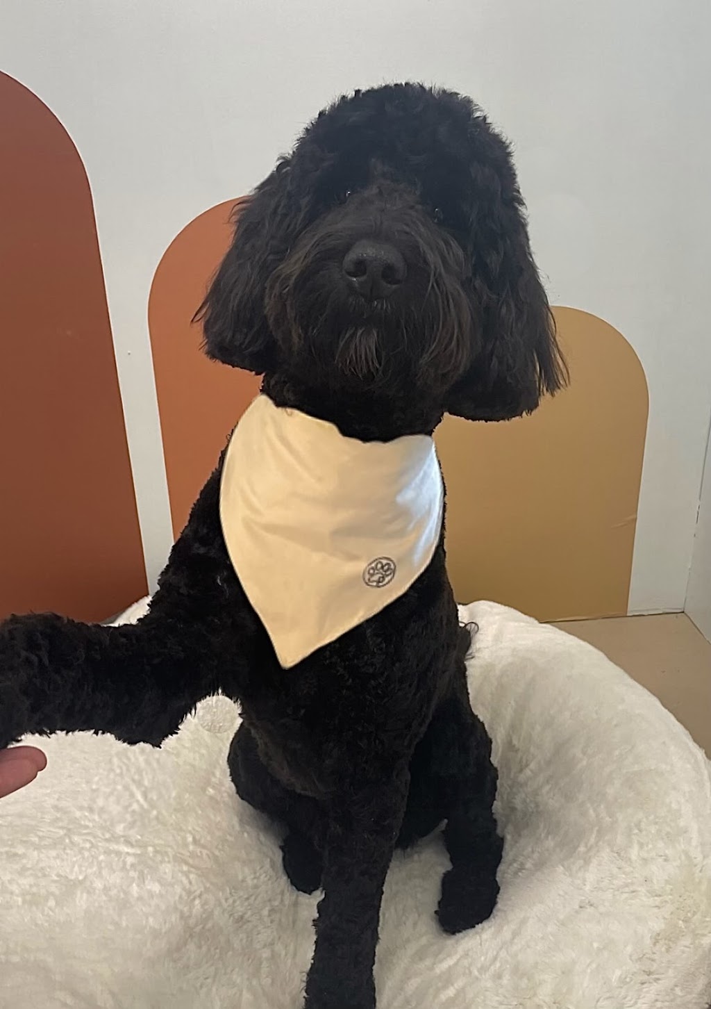 Paiges Puppy Spa | 197 Pictou Rd #2, Truro, NS B2N 2S7, Canada | Phone: (902) 957-1994