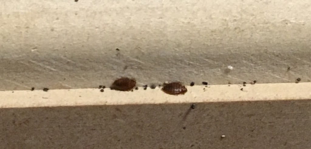 Star Pest Control Ltd | 14249 91 Ave, Surrey, BC V3V 7Y1, Canada | Phone: (604) 613-6249
