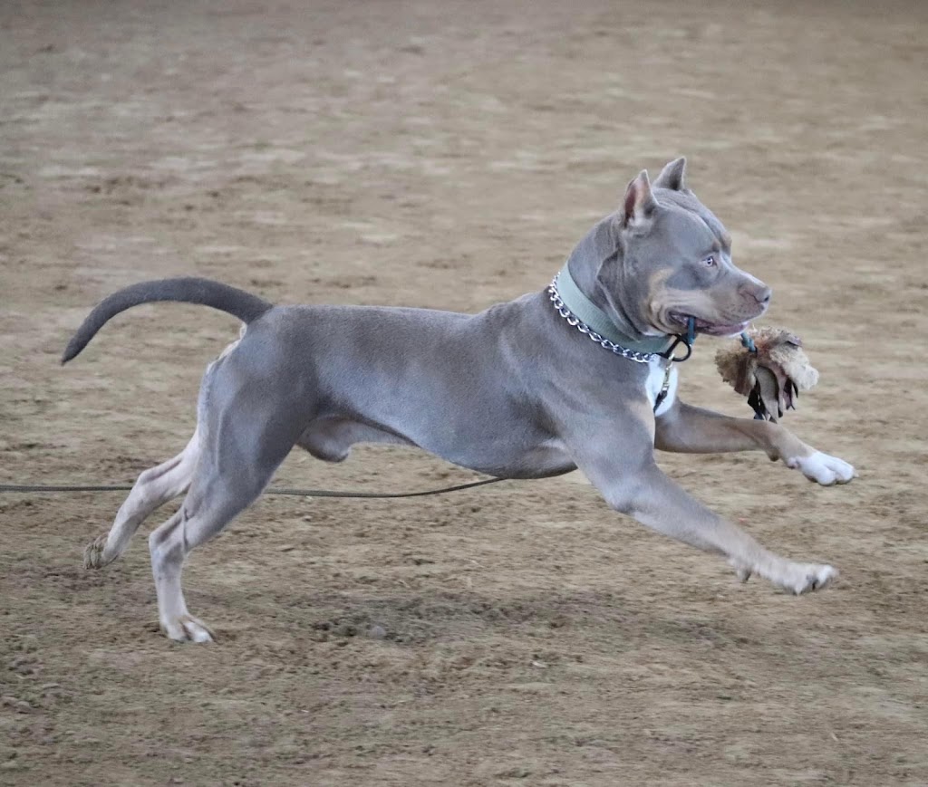 Frontier Canine Boarding | 5661 Egremont Dr, Ilderton, ON N0M 2A0, Canada | Phone: (416) 707-0281