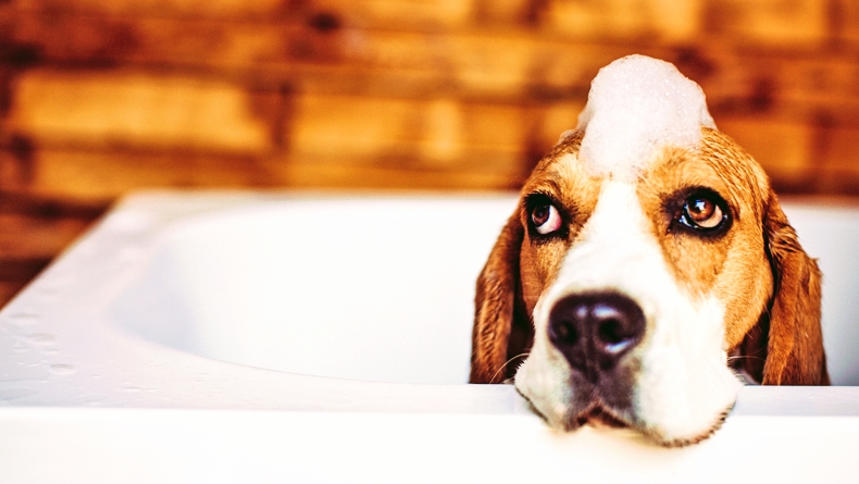 Dogs Town | 713 Krosno Blvd Unit #4, Pickering, ON L1W 1G4, Canada | Phone: (905) 831-7997