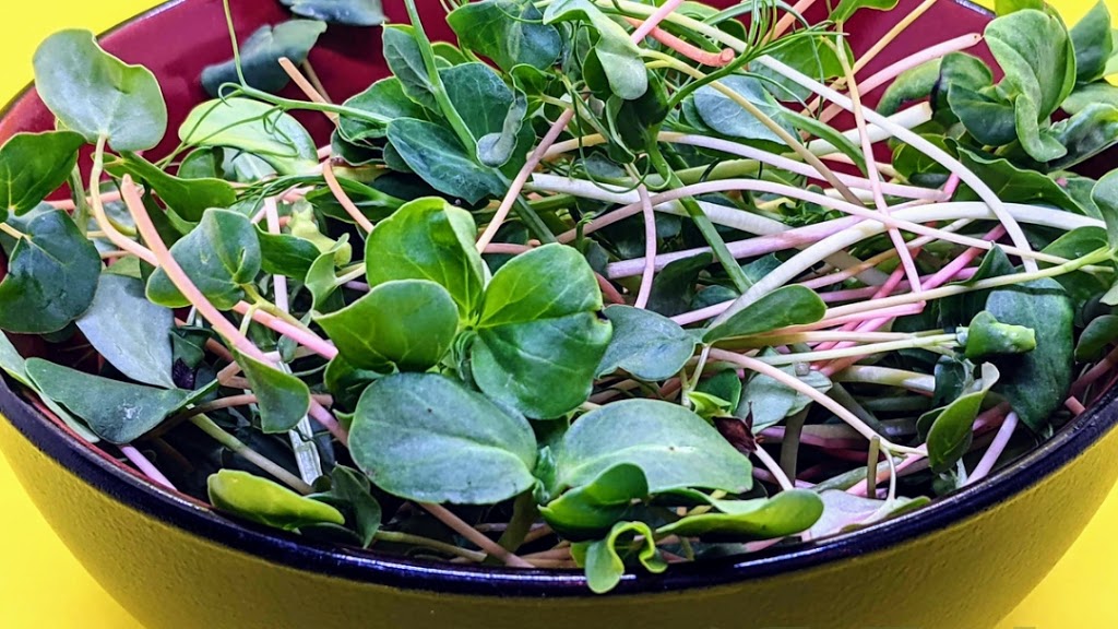 Rebel Harvest Microgreens | 30 Bryan Ct, Kitchener, ON N2A 4J5, Canada | Phone: (647) 860-2130