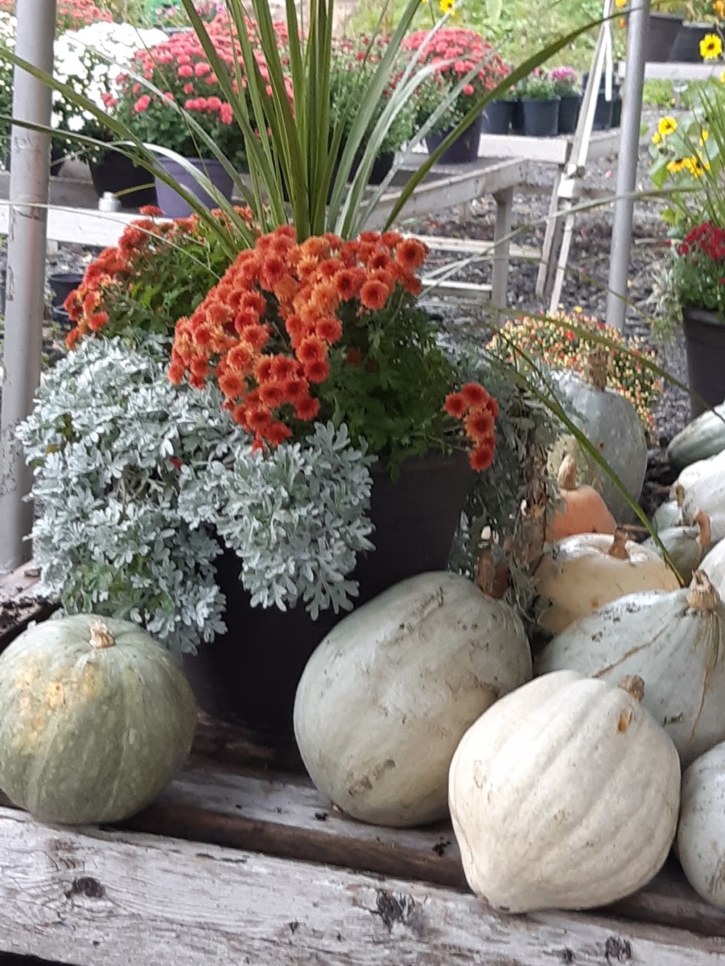 Niemi Family Farm | 18463 ON-48, Mount Albert, ON L0G 1M0, Canada | Phone: (289) 716-4586
