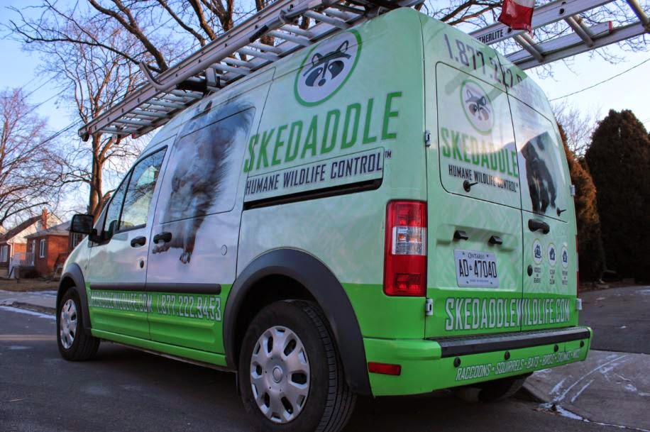Skedaddle Humane Wildlife Control | 4007 Bush Crescent, Beamsville, ON L0R 1B9, Canada | Phone: (877) 222-9453