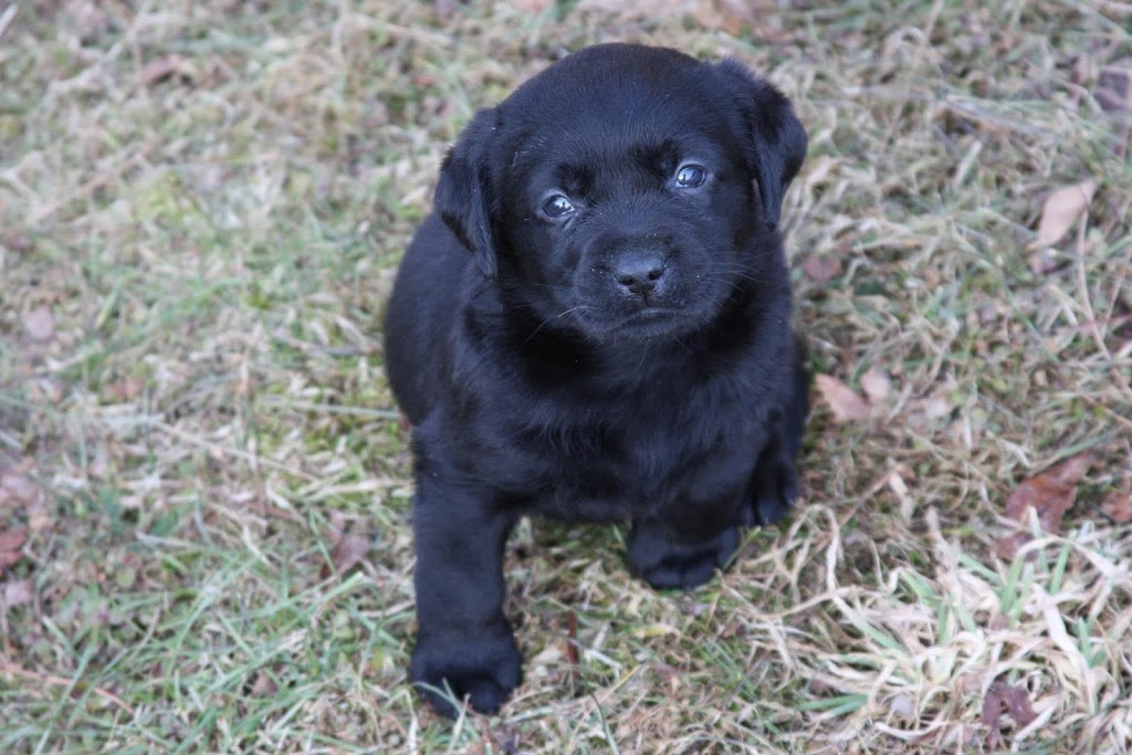Wildbrook Kennels | 190 Pearl St, Wileville, NS B4V 5H7, Canada | Phone: (902) 543-2224