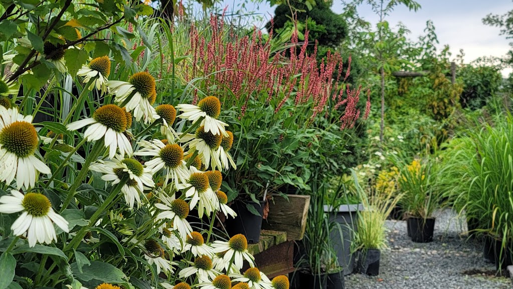 Fruits and Shoots Plant Farm Ltd. | 9660 Pelly Rd, Chilliwack, BC V2P 6H4, Canada | Phone: (604) 997-3563