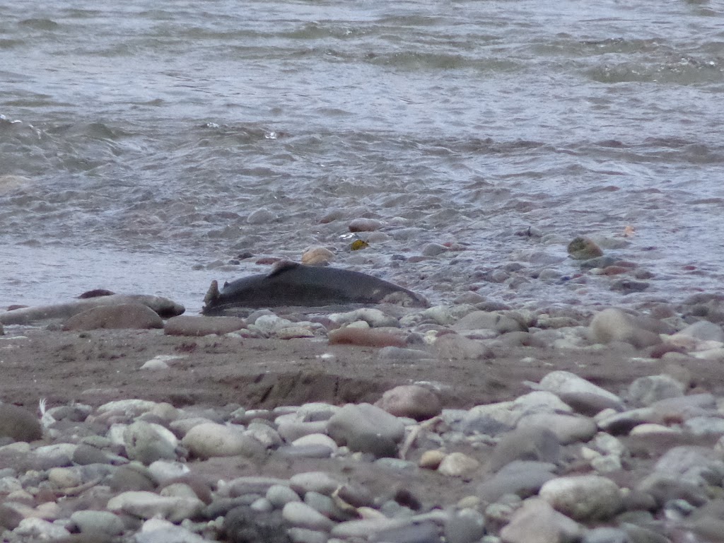 Squamish Estuary | Squamish, BC, Canada