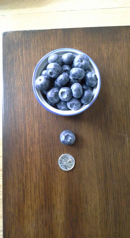 Middelveen Blueberry Farm | 13472 Harris Rd, Pitt Meadows, BC V3Y 2T3, Canada | Phone: (604) 459-8764