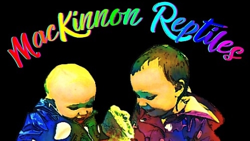 Mackinnon Reptiles | 182 Foster St, Berwick, NS B0P 1E0, Canada | Phone: (902) 691-0455