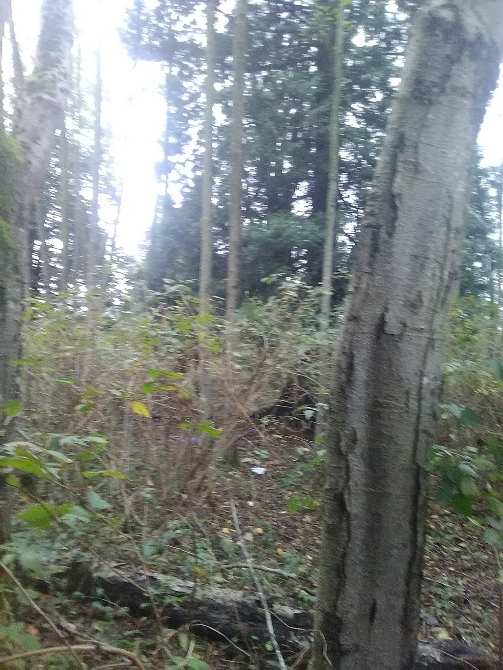 Diamond Lane Natural Resource Area | Sunshine Dr, Ferndale, WA 98248, USA