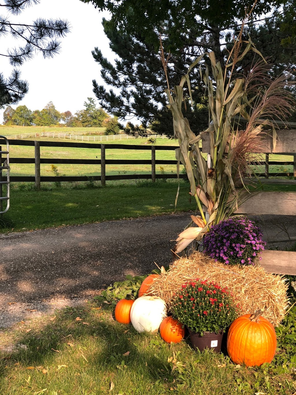 Foxwood Farm Equestrian Centre | 2042 Line 13, Gilford, ON L0L 1R0, Canada | Phone: (905) 775-0155
