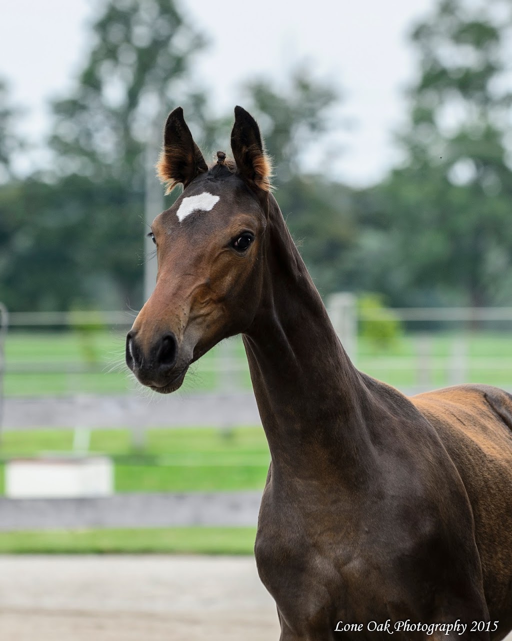 Garden Park Hanoverians | 8234 Mill St, Campbellcroft, ON L0A 1B0, Canada | Phone: (905) 448-7874