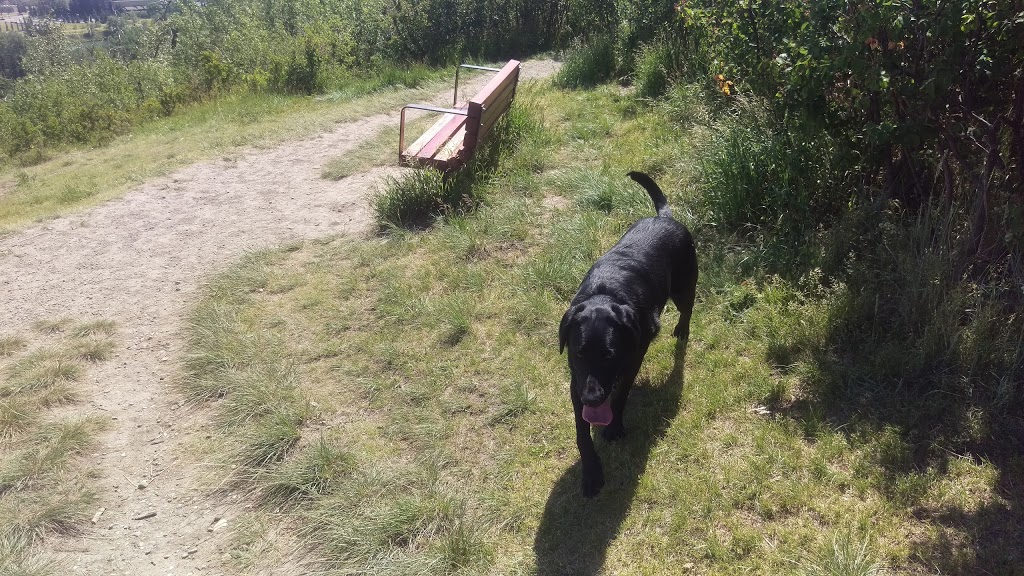Coach Hill Off-leash Area COA-001 | 6204 Coach Hill Rd SW, Calgary, AB T3H 1J4, Canada