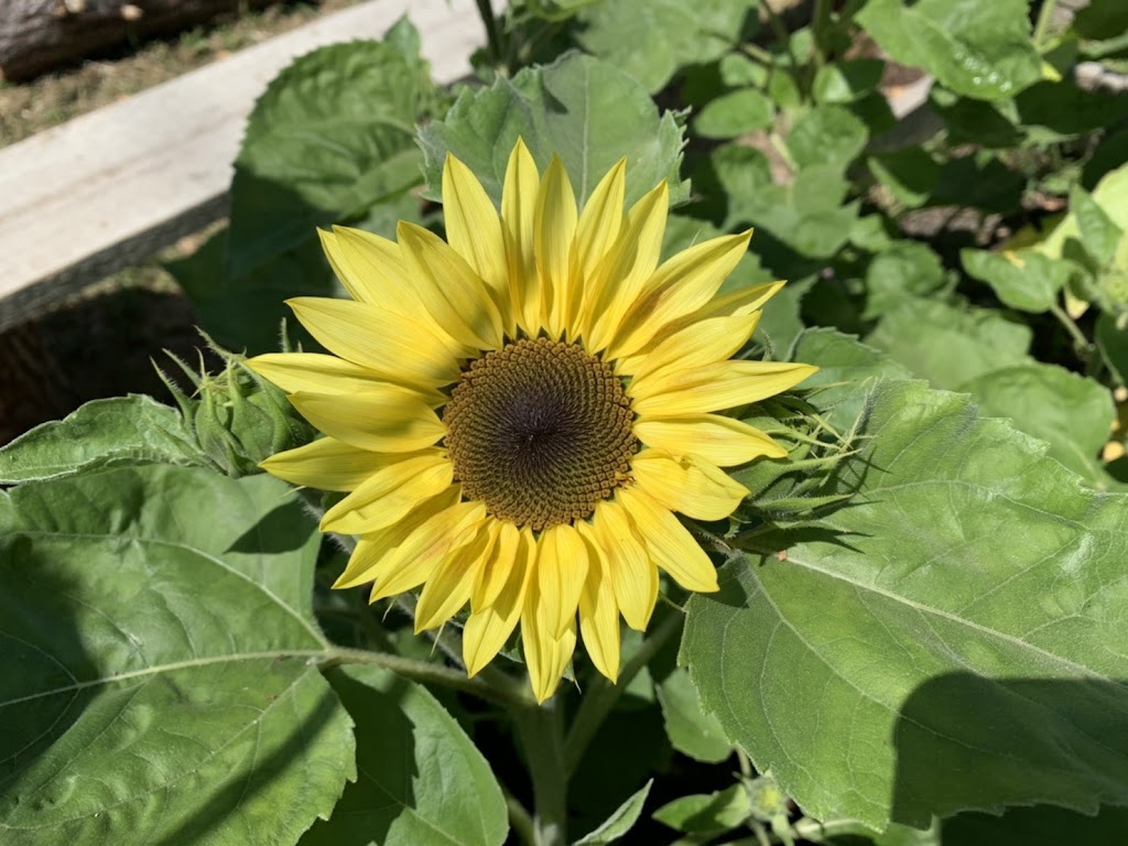 Sunflower Organic Blueberry Farm | 11131 Blundell Rd, Richmond, BC V6Y 1L4, Canada | Phone: (778) 996-4832