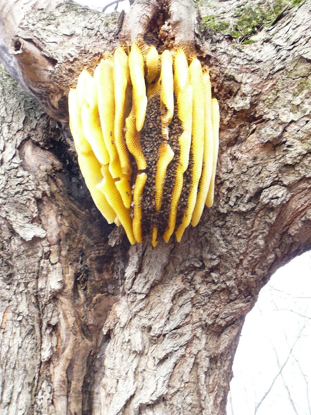 Kingsburgh Apiaries - Bee Quest Honey | 927438 County Rd 8, Bright, ON N0J 1B0, Canada | Phone: (519) 632-9852