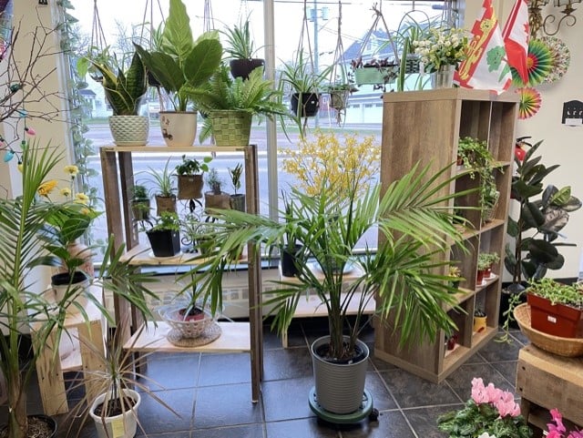 Davids Garden & Flower | 360 Water St, Summerside, PE C1N 1C4, Canada | Phone: (782) 377-4833