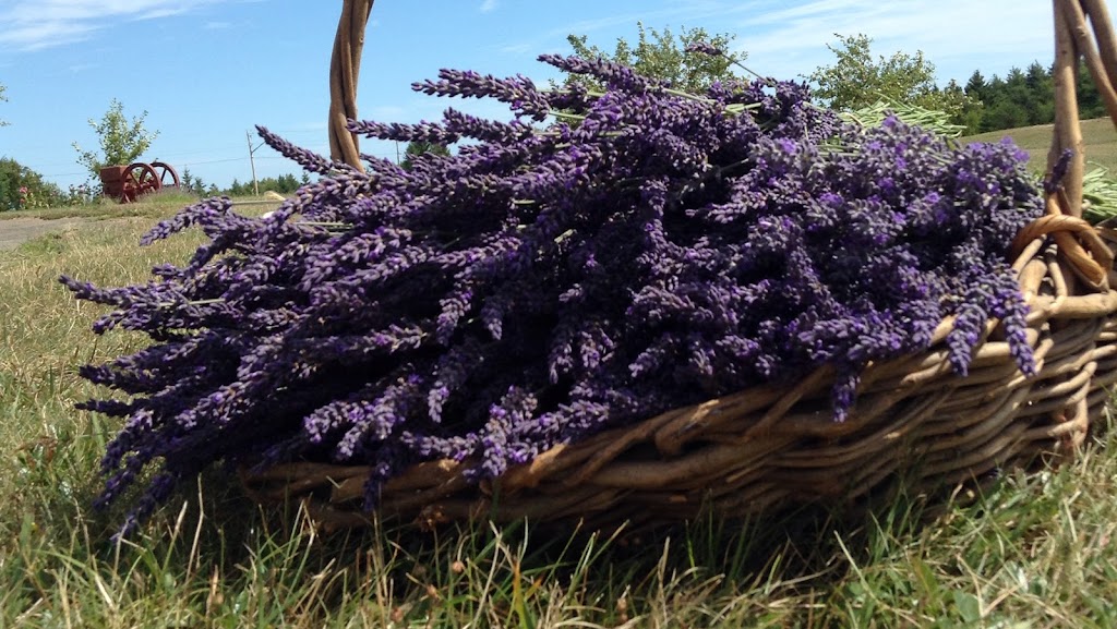 Lavender at Ocean Breeze Farm | 103 Chem. Goguen, Saint-Édouard-de-Kent, NB E4S 4S5, Canada | Phone: (506) 743-2767