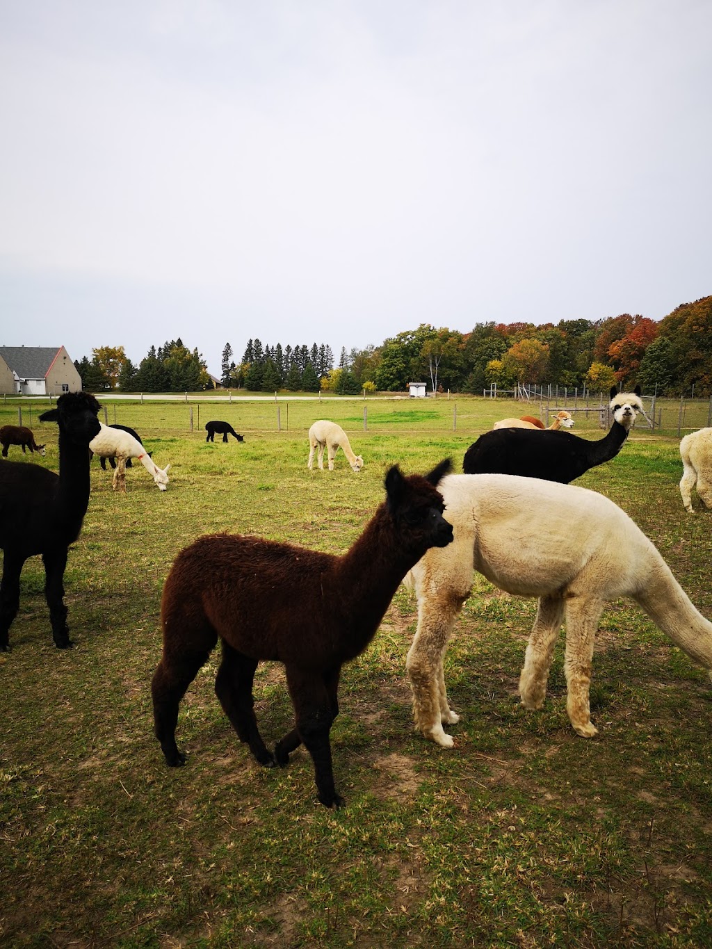 Andres Alpacas | 33201 Grey Rd 28, Hanover, ON N4N 3B8, Canada | Phone: (519) 364-4921