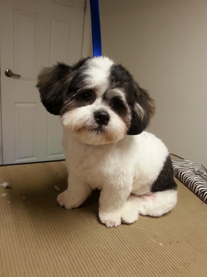Sit, Stay, Style Dog Grooming | box 2025, Fort QuAppelle, SK S0G 1S0, Canada | Phone: (306) 745-8602