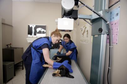 Mountainview Animal Hospital | 333 Mountainview Rd S #12, Georgetown, ON L7G 6E8, Canada | Phone: (905) 702-8822