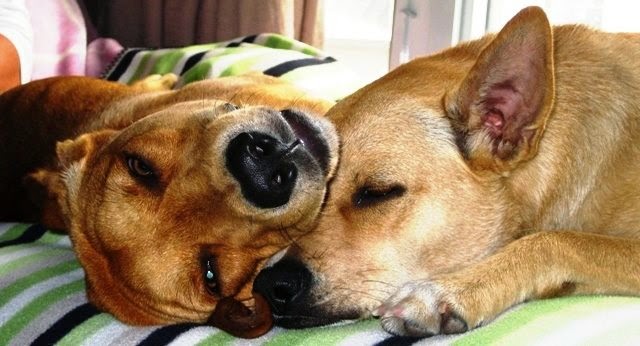 Toronto Dog Boarding | 39 Commissioners St, Toronto, ON M5A 1A6, Canada | Phone: (647) 225-2559