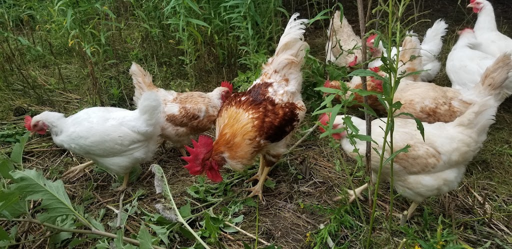 JOES HOME FARM and Greenhouses | 6866 Wellington 16, Belwood, ON N0B 1J0, Canada | Phone: (416) 562-4170