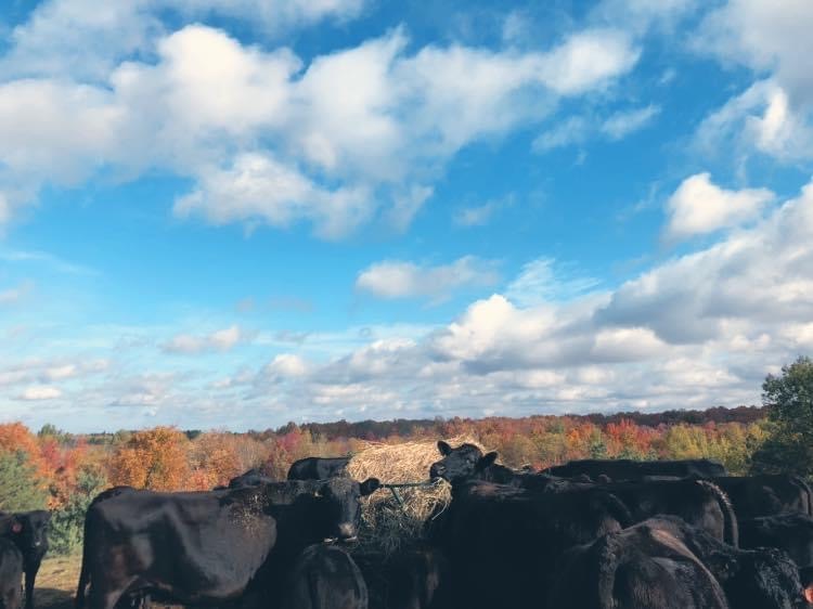 Headwater Farms | 7480 Concession Rd 6, Uxbridge, ON L9P 1R1, Canada | Phone: (647) 808-5441