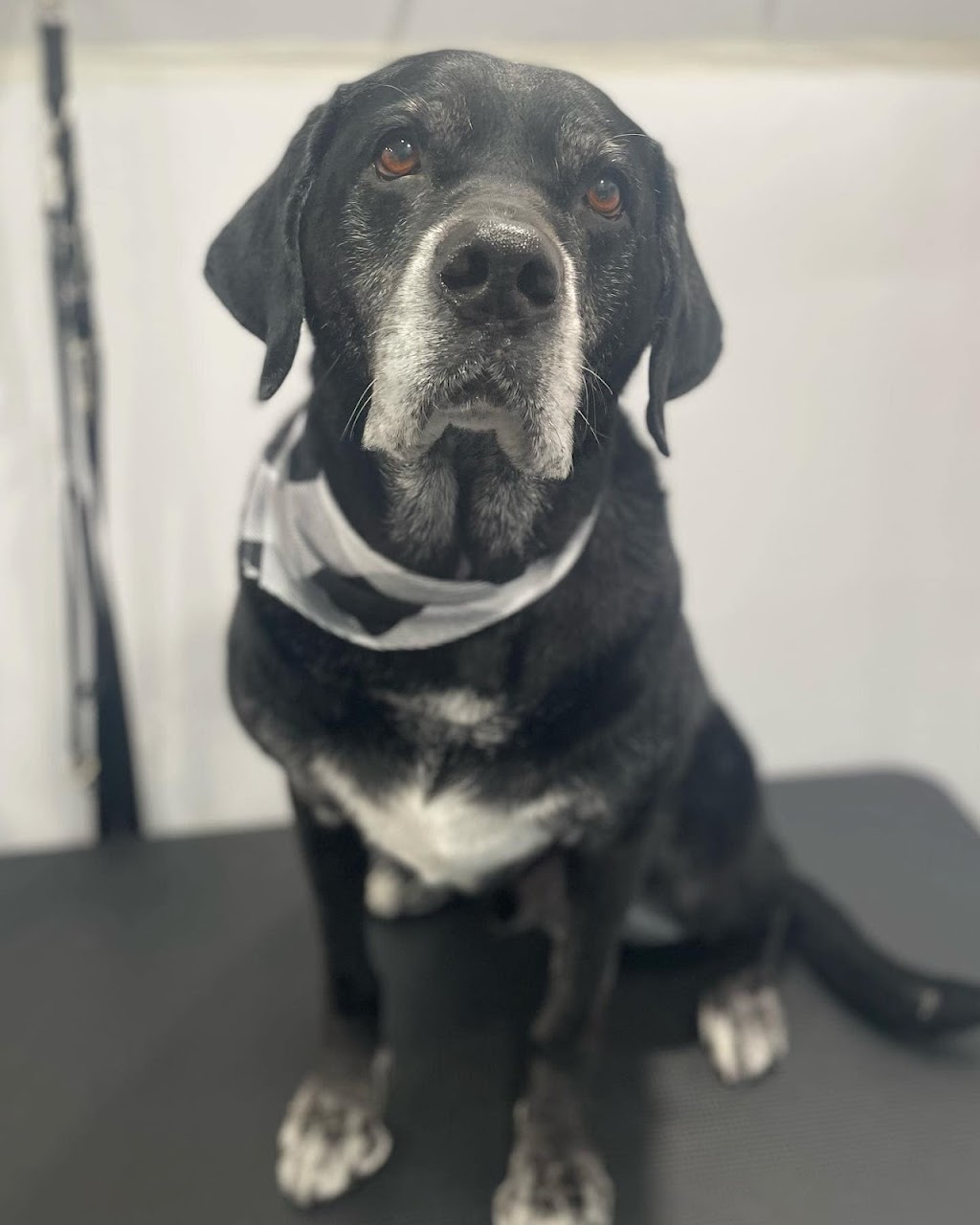 Fosters Mobile Grooming | Baysprings Link SW, Airdrie, AB T4B 0R7, Canada | Phone: (587) 664-9126