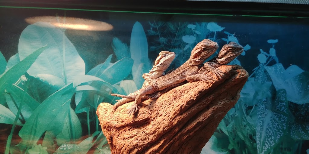 Southwest Pet - London Pet Store | 1641 Dundas St, London, ON N5W 3C3, Canada | Phone: (519) 451-7279