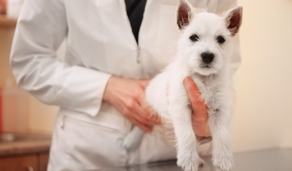 Centrepointe Animal Hospital | 261 Centrepointe Dr, Nepean, ON K2G 6E8, Canada | Phone: (613) 226-6789
