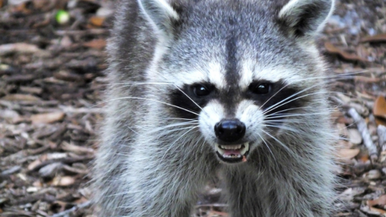 Bolton Pest Kings Wildlife Removal & Pest Control | 15 Shore St, Bolton, ON L7E 4T7, Canada | Phone: (905) 406-0547