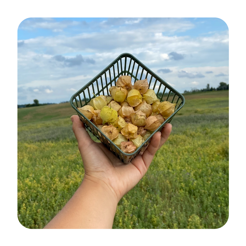 Wayward Farm | 2669 Carmel-Koch Rd, Baden, ON N3A 3R9, Canada | Phone: (519) 277-6072
